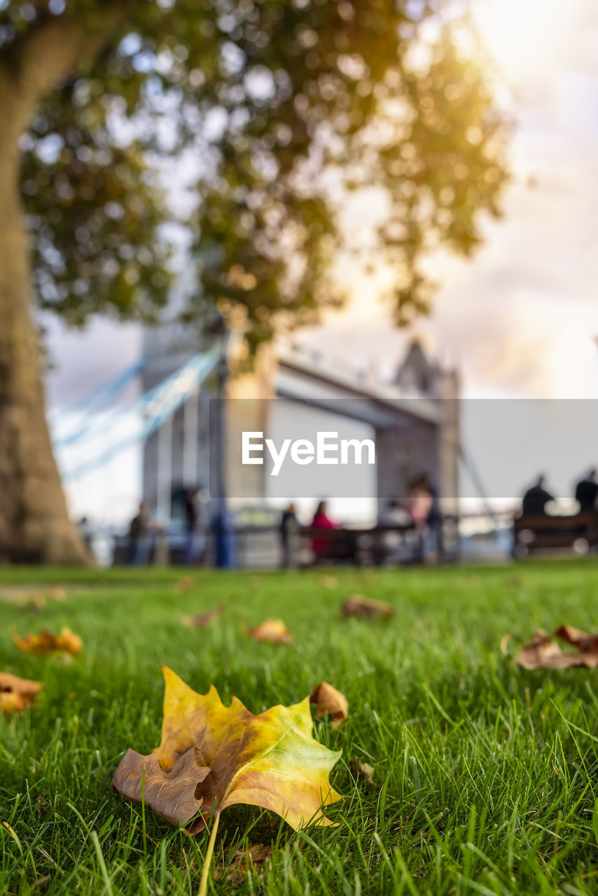 plant, grass, tree, autumn, leaf, lawn, nature, yellow, architecture, flower, sunlight, green, plant part, sky, focus on foreground, built structure, day, building exterior, outdoors, no people, city, close-up, building, morning, rural area, selective focus, spring, field, garden