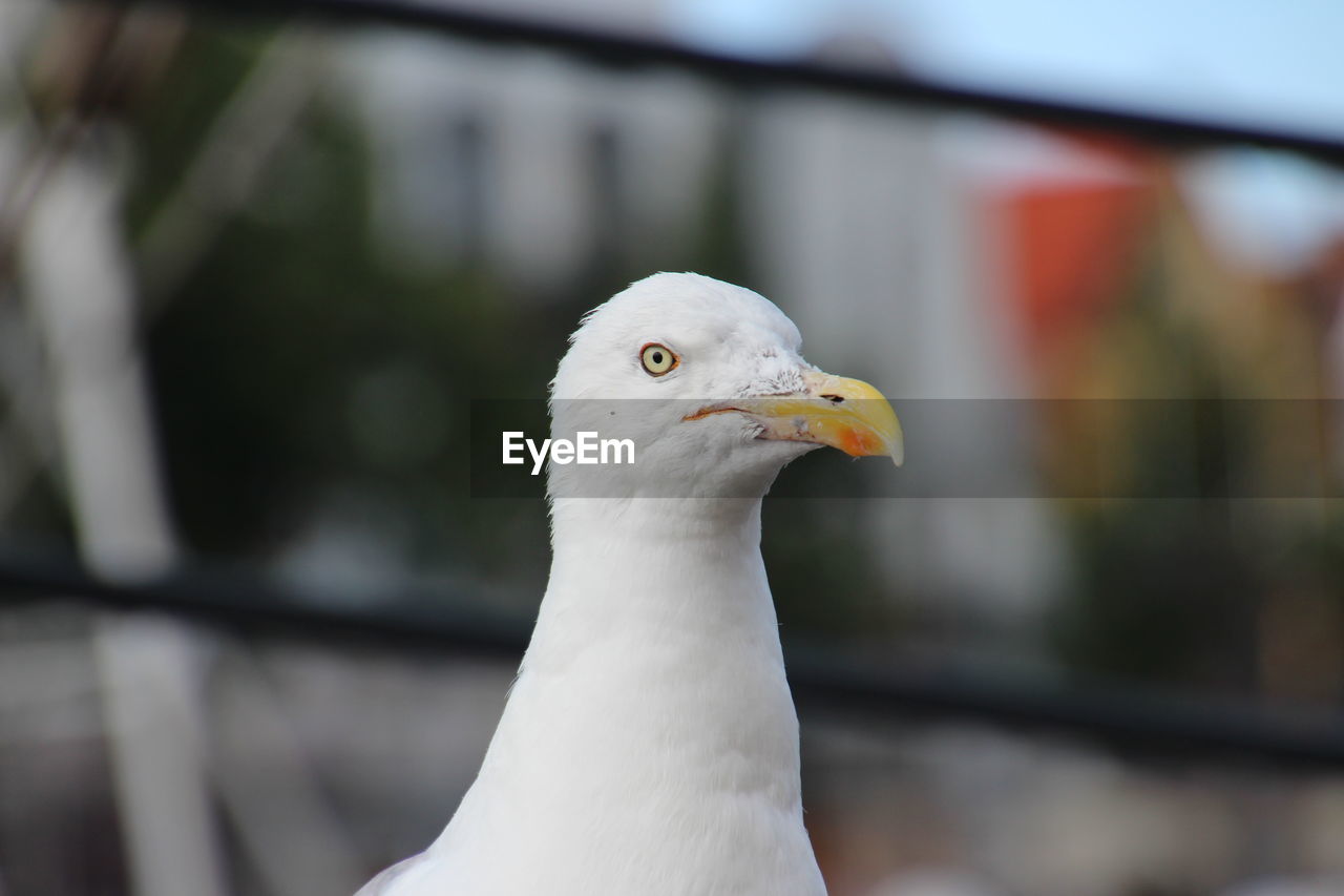 Close-up of seagull