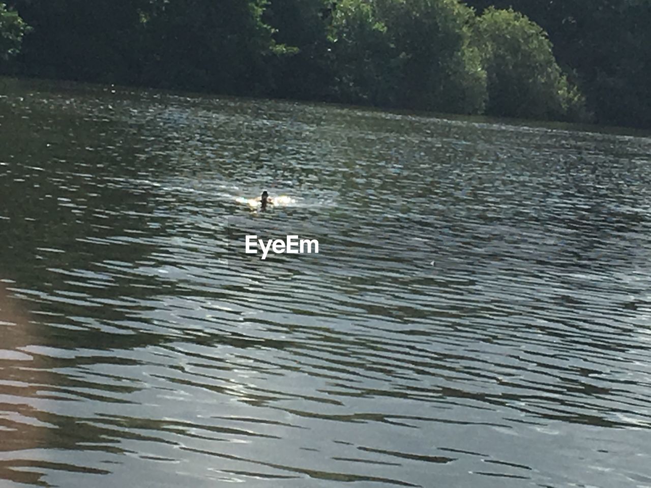 SWANS SWIMMING ON LAKE