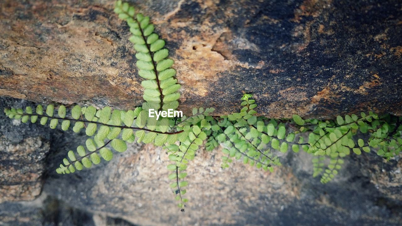 CLOSE-UP OF LIZARD