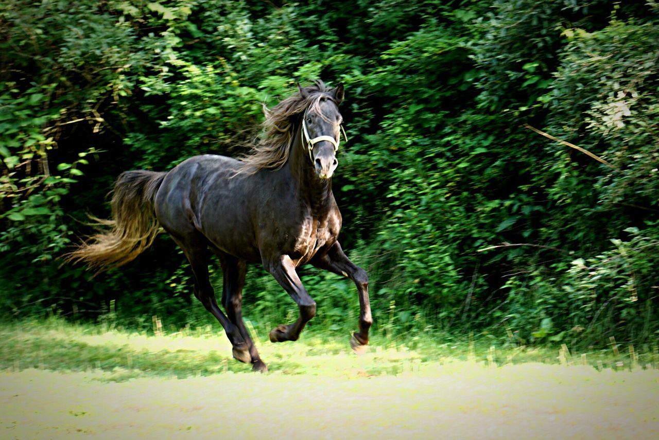 HORSES STANDING IN FOREST