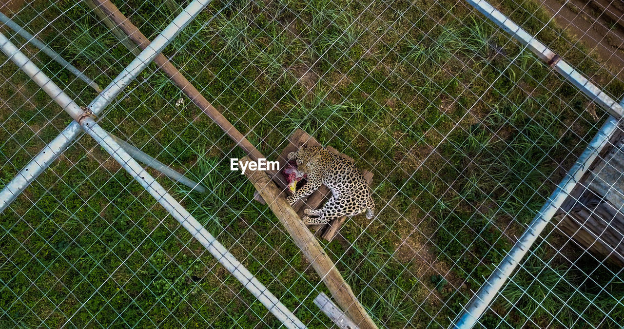 Full frame shot of leopard eating