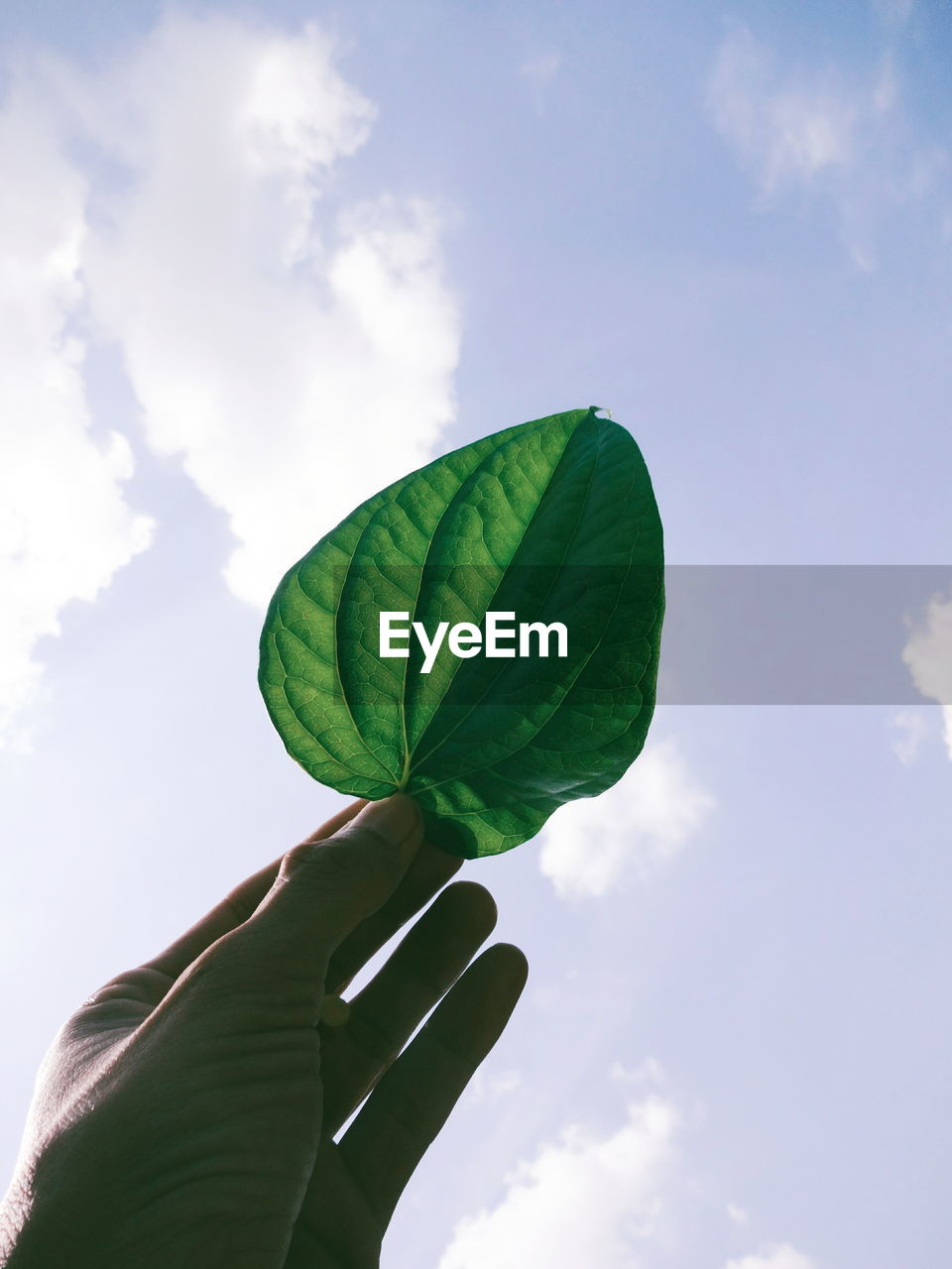 Close-up of hand holding leaf against sky