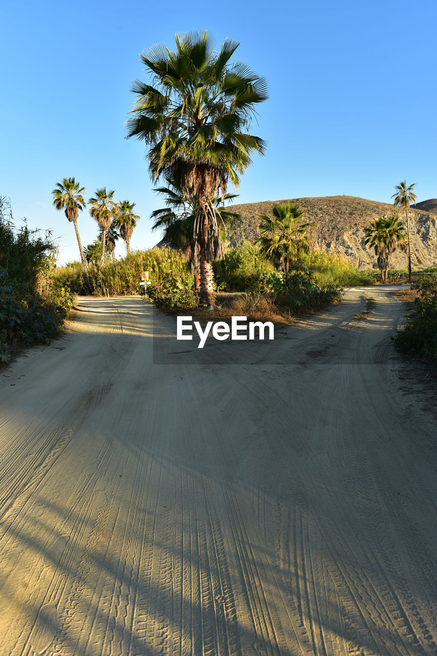 PALM TREES BY ROAD AGAINST SKY