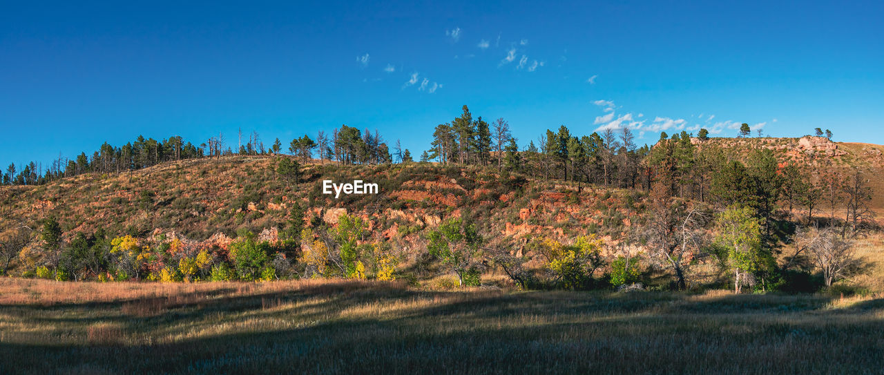 Trees on landscape against clear blue sky