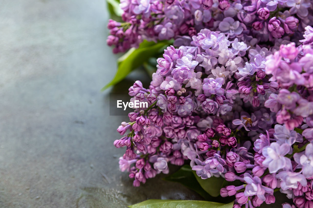 flower, flowering plant, plant, freshness, lilac, beauty in nature, fragility, pink, nature, purple, close-up, blossom, flower head, springtime, petal, growth, no people, inflorescence, outdoors, day, bunch of flowers, botany, shrub, plant part, leaf, flower arrangement