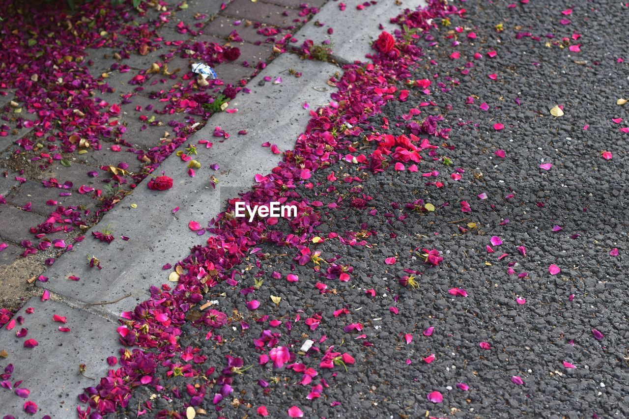 High angle view of pink petals on street