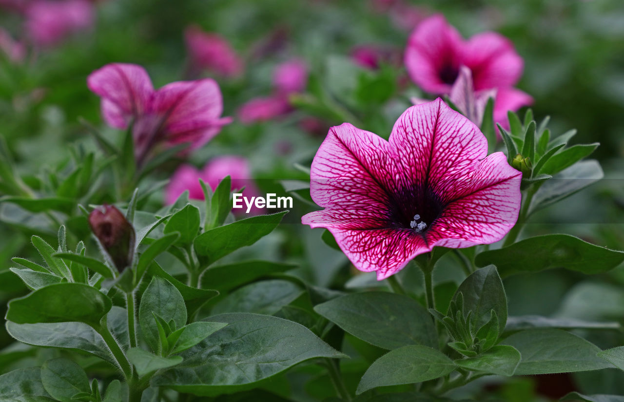 CLOSE-UP OF PINK FLOWERING PLANTS