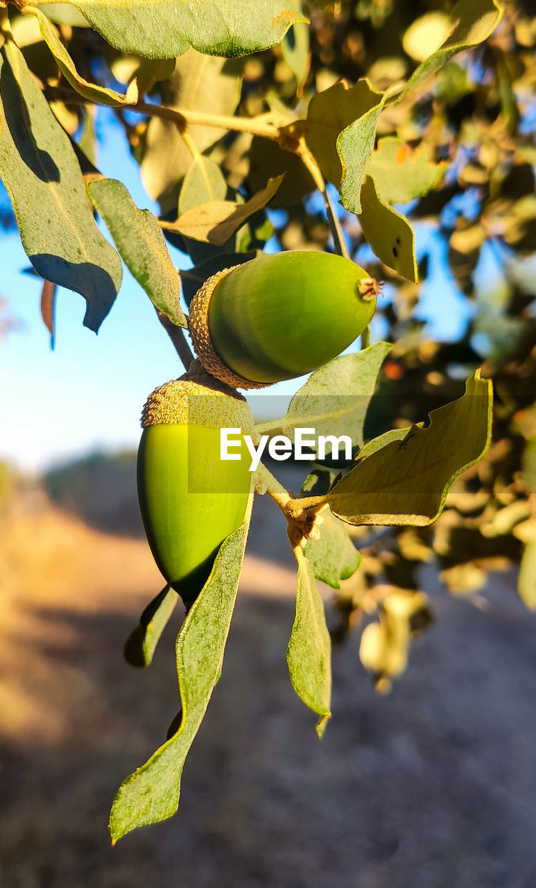 CLOSE-UP OF FRUIT GROWING ON PLANT