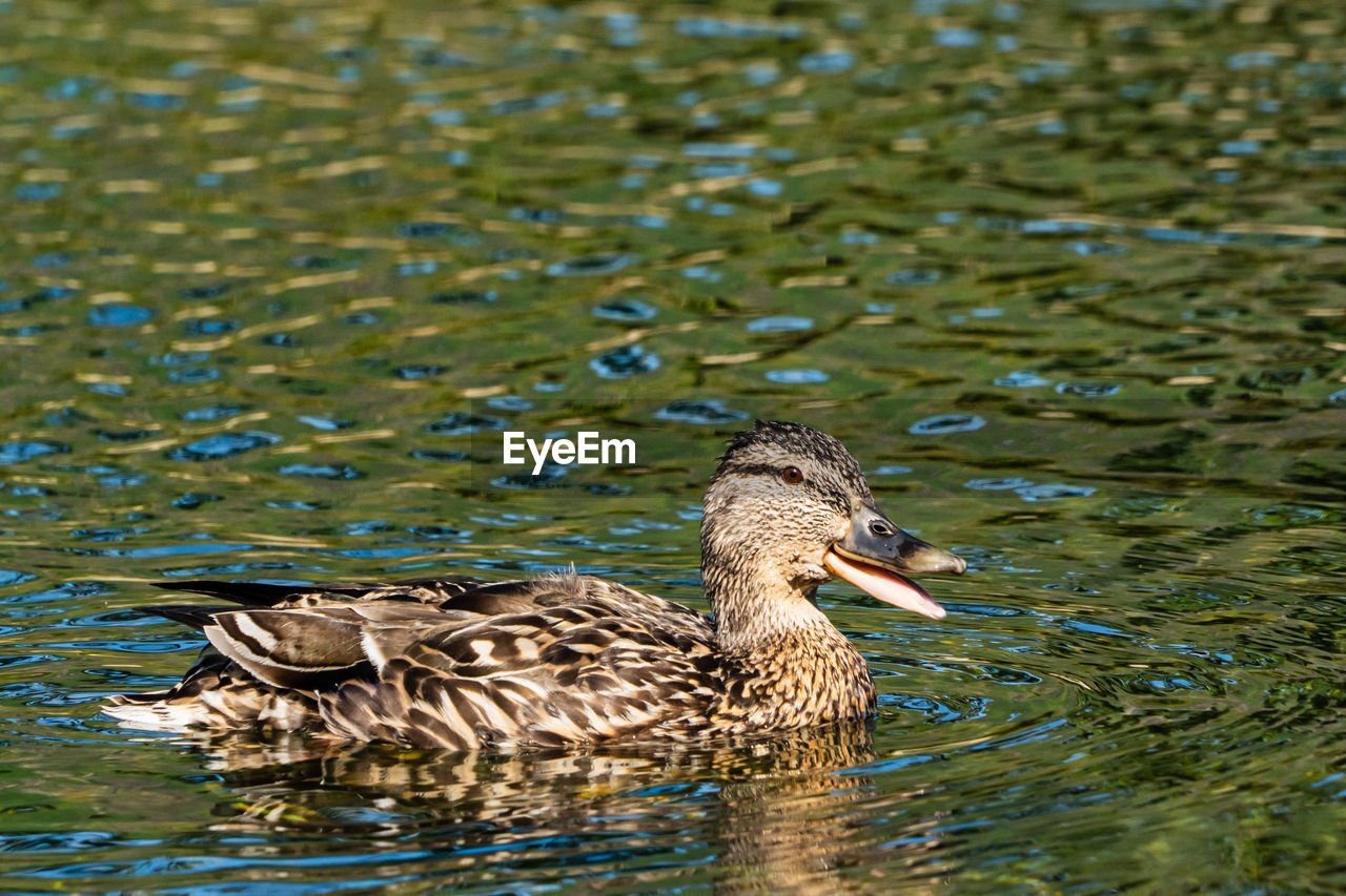 animal themes, animal wildlife, animal, wildlife, water, bird, duck, lake, mallard, one animal, swimming, poultry, nature, ducks, geese and swans, beak, no people, waterfront, mallard duck, water bird, rippled, day, reflection, outdoors, beauty in nature