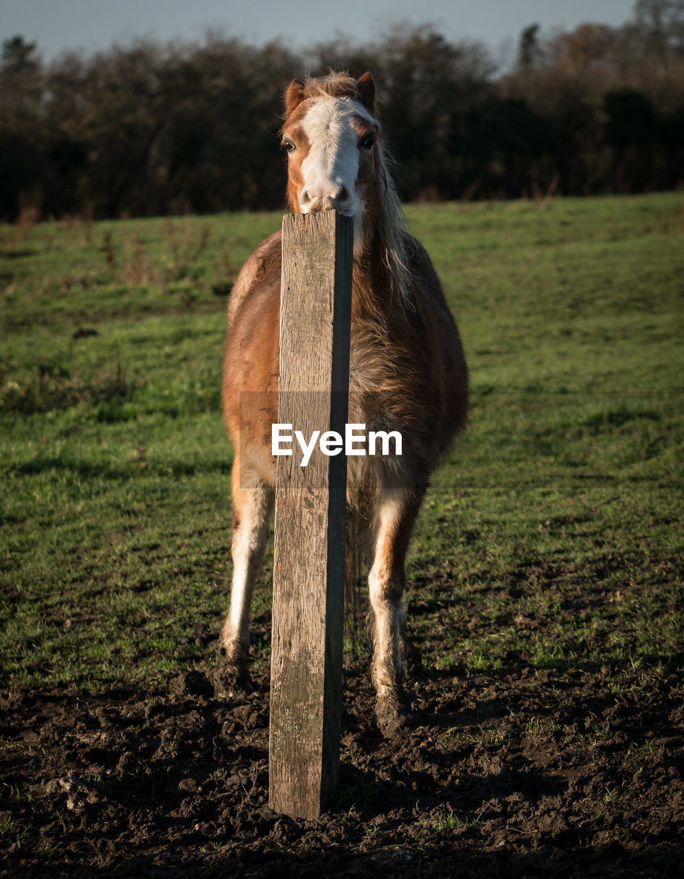 HORSE IN A FIELD