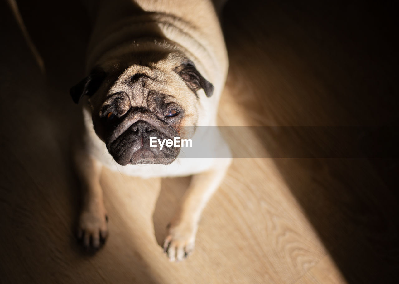 Close-up of pug