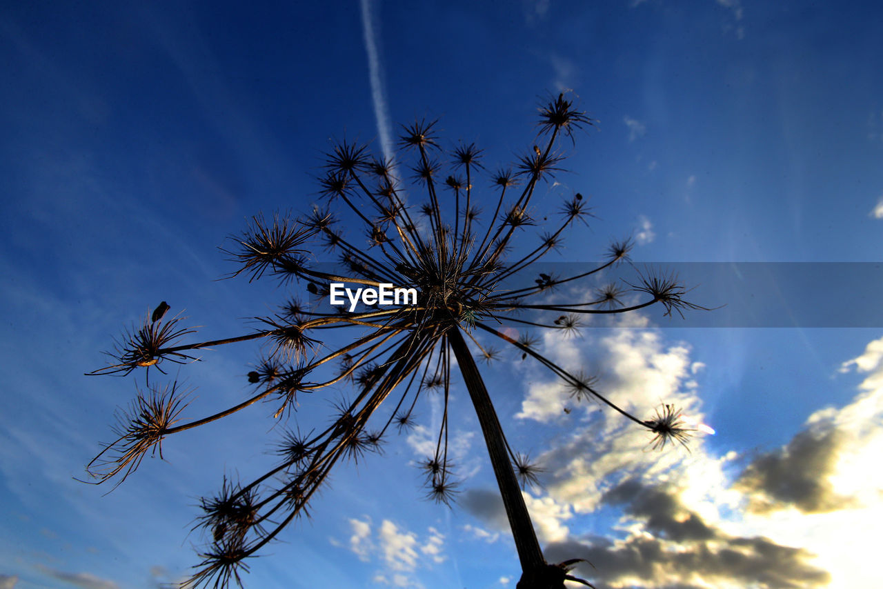 LOW ANGLE VIEW OF TREE AGAINST SKY