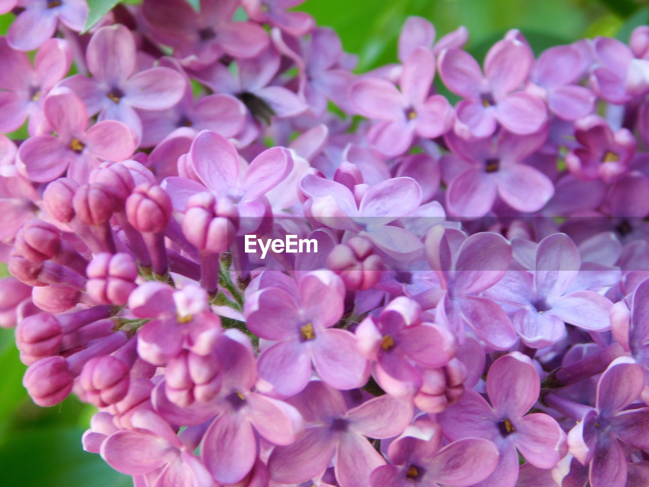 CLOSE-UP OF PURPLE FLOWERING PLANTS