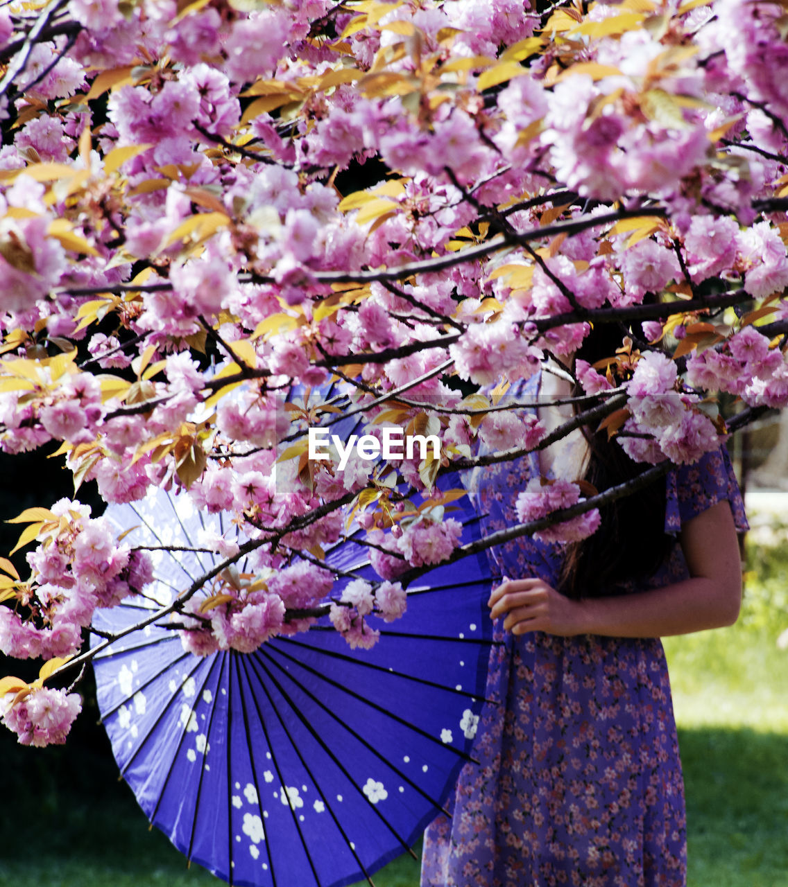 Low angle view of pink cherry blossom tree