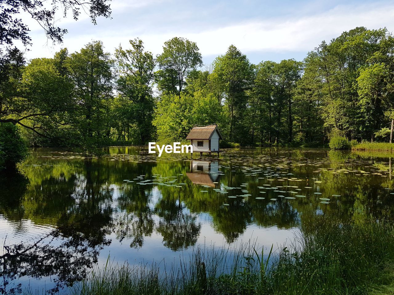 Pond in a park