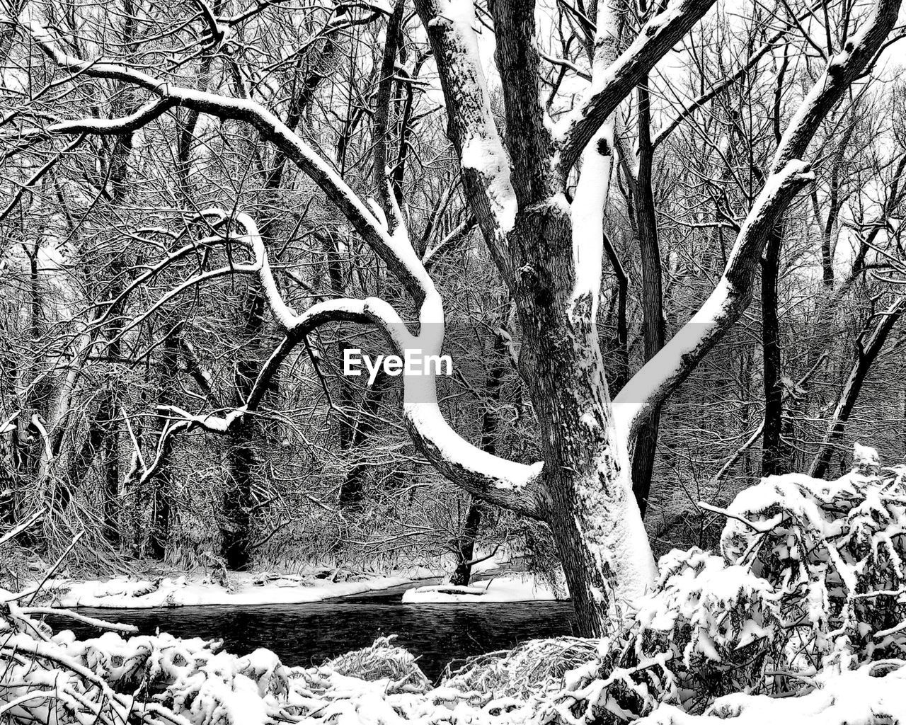 BARE TREES ON LANDSCAPE AGAINST THE SKY