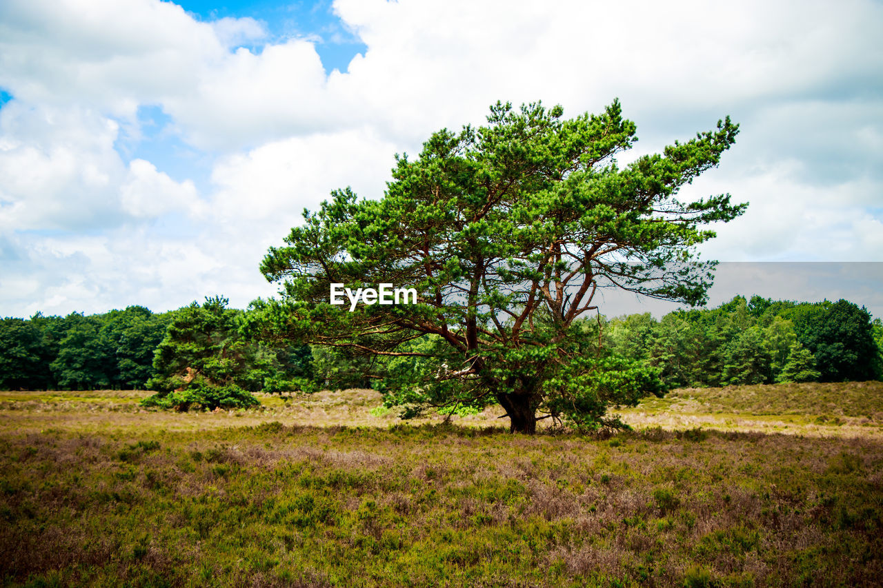 Tree on field against sky