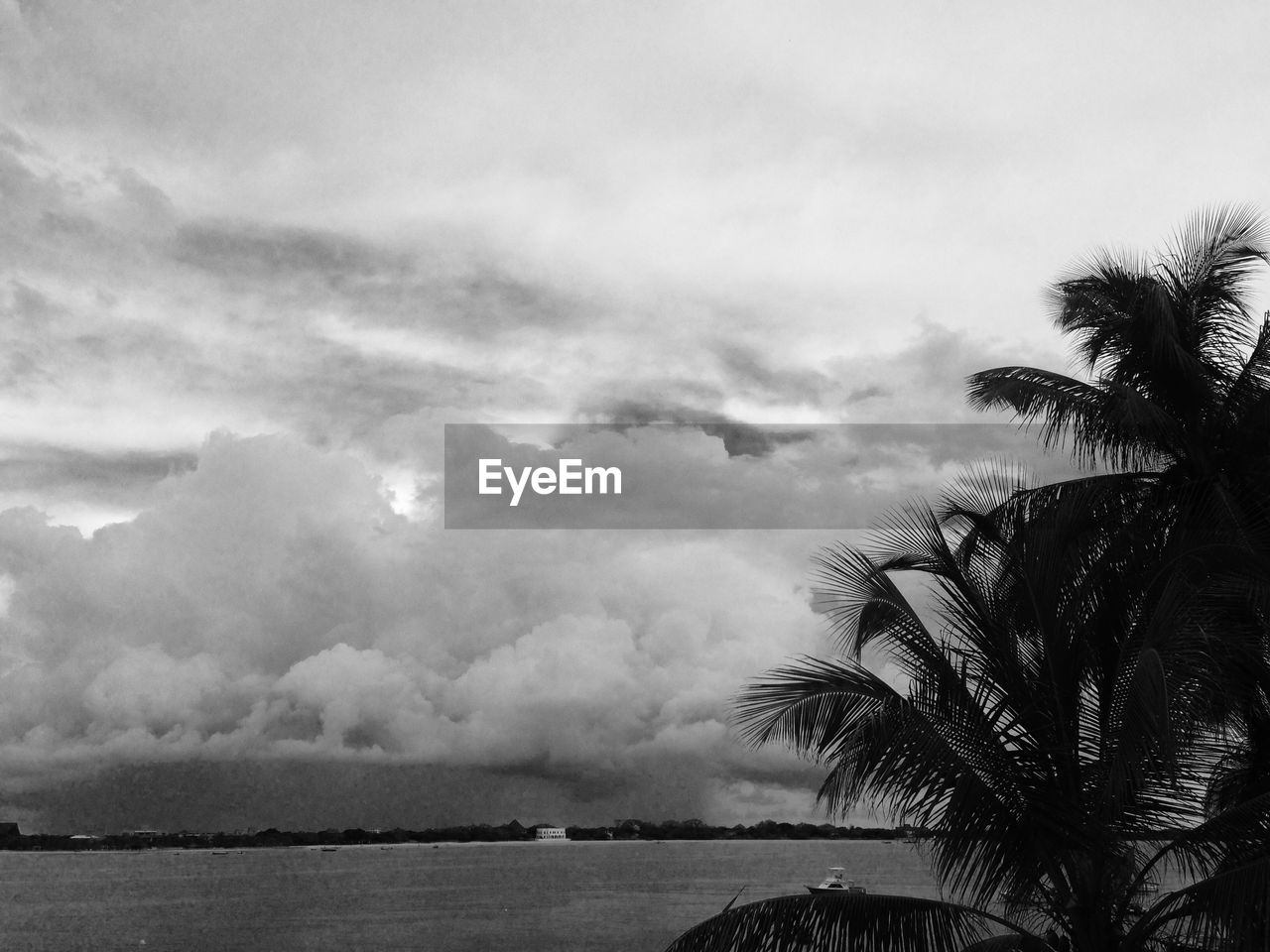 SCENIC VIEW OF PALM TREE BY SEA AGAINST SKY