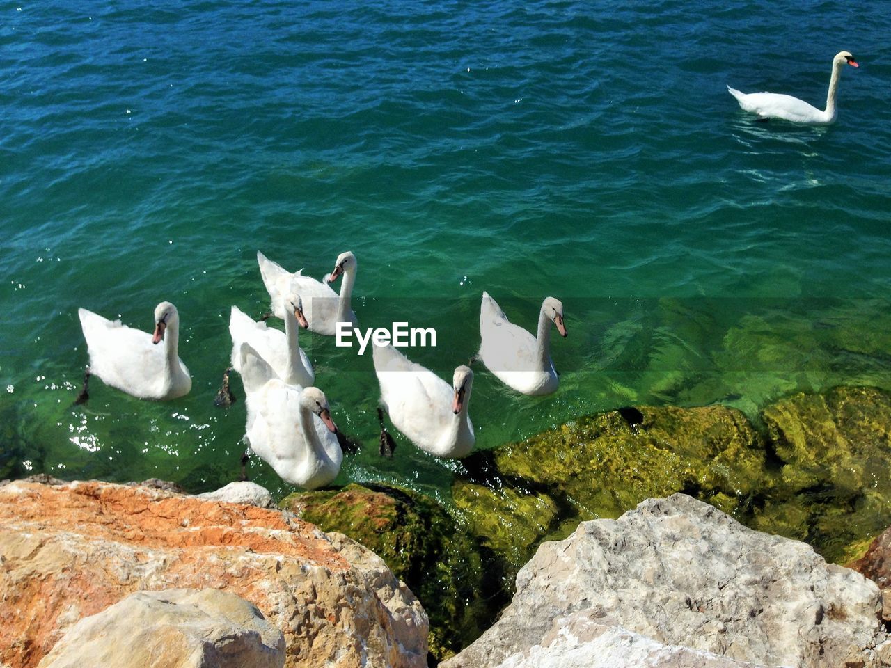 High angle view of swans swimming in lake