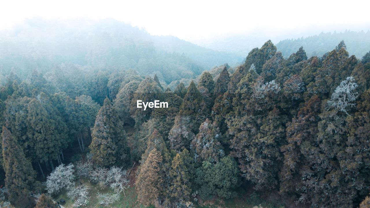 Panoramic view of pine trees in forest