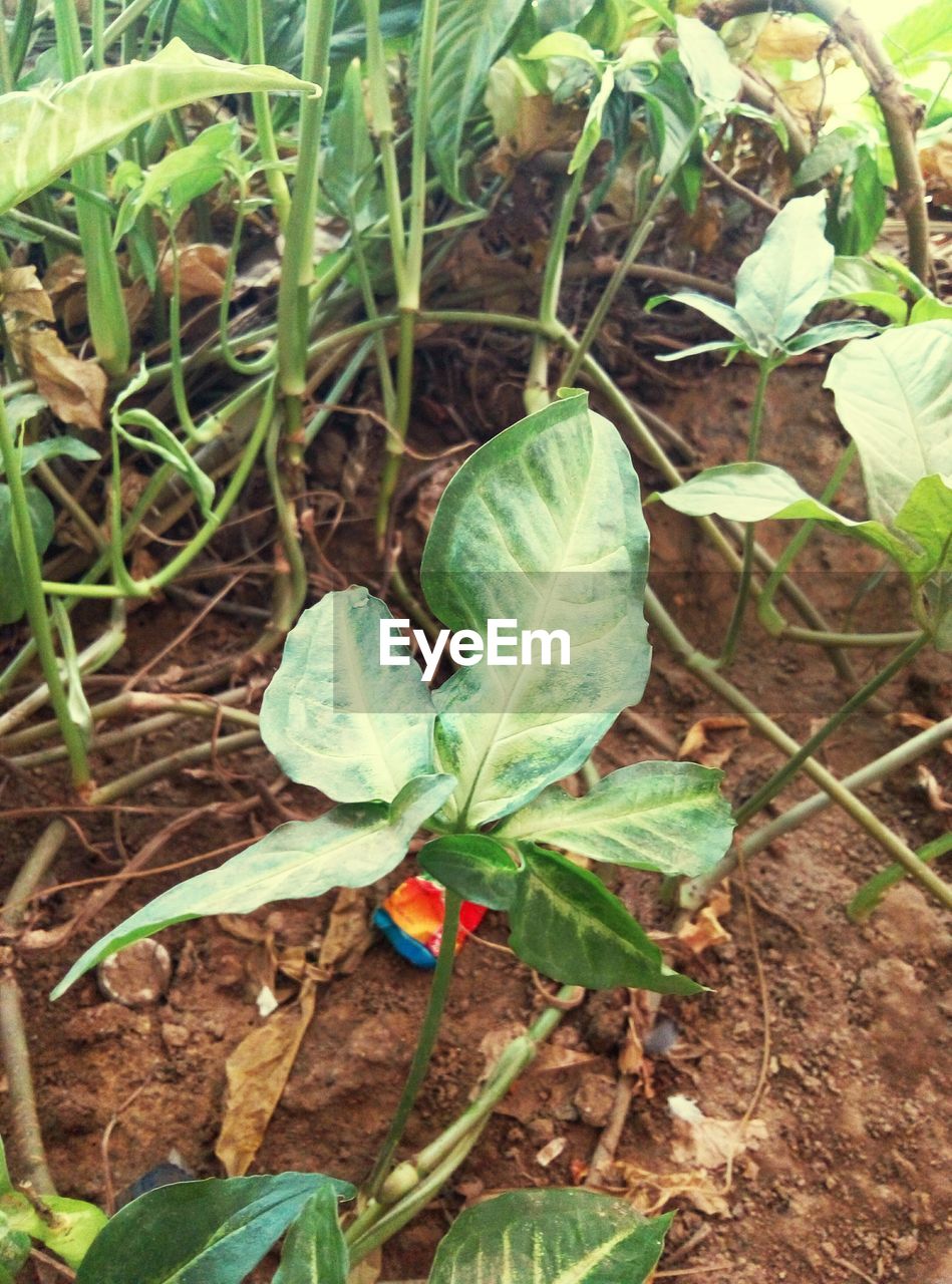 PLANT GROWING ON FIELD