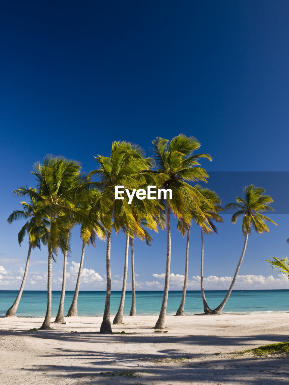 Palm trees on beach against clear blue sky