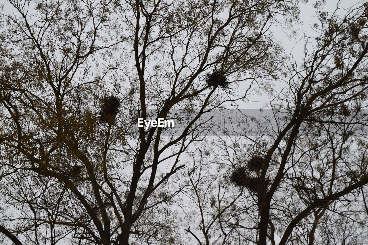 LOW ANGLE VIEW OF BARE TREES AGAINST THE SKY