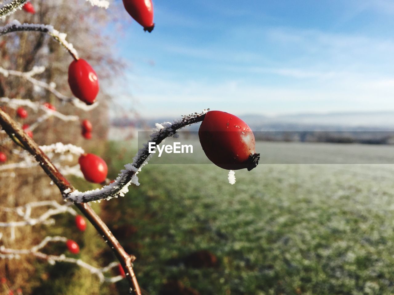 Close-up of rose hips on branch during winter