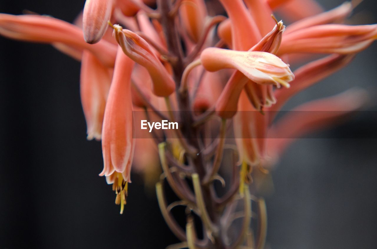 Close-up of flowers