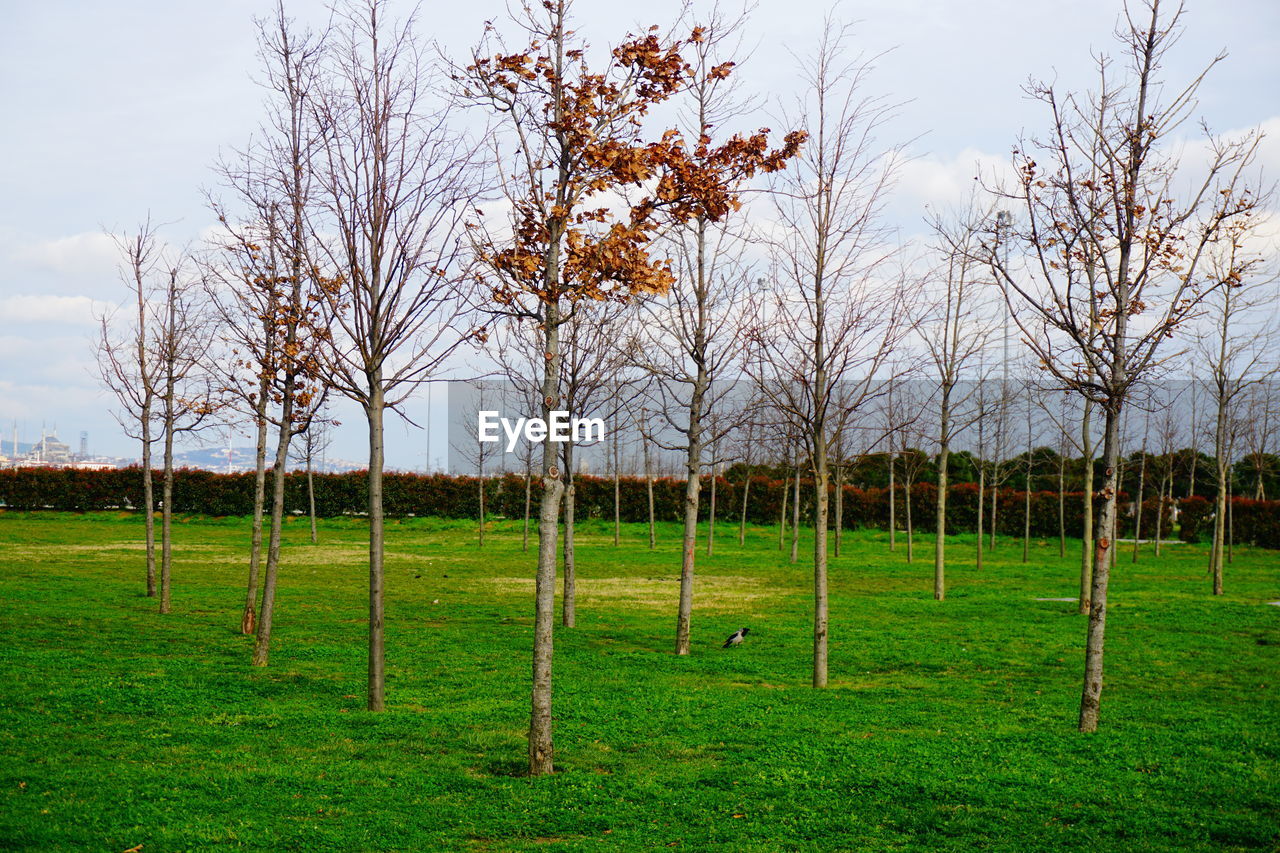 BARE TREES ON FIELD