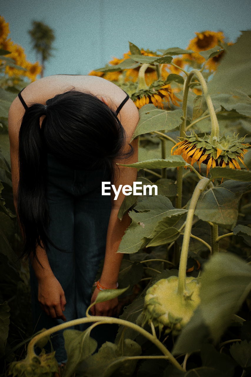 Woman bending amidst sunflowers on farm