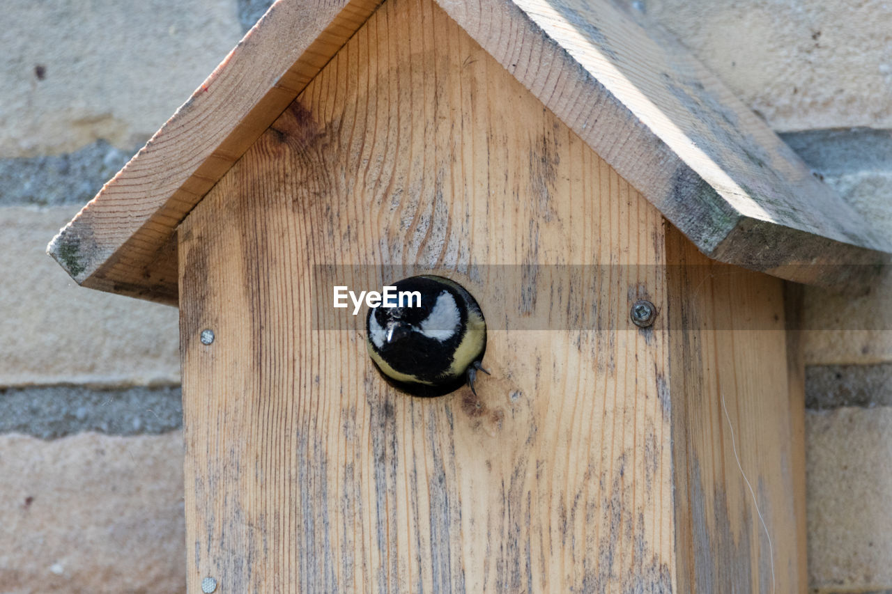 Great tit on wooden birdhouse