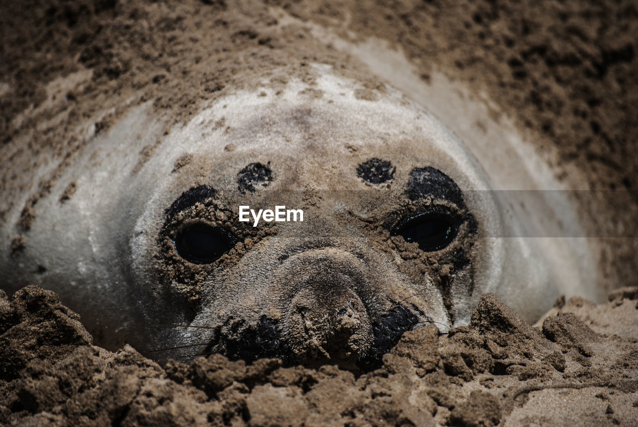 Close-up of elephant seal