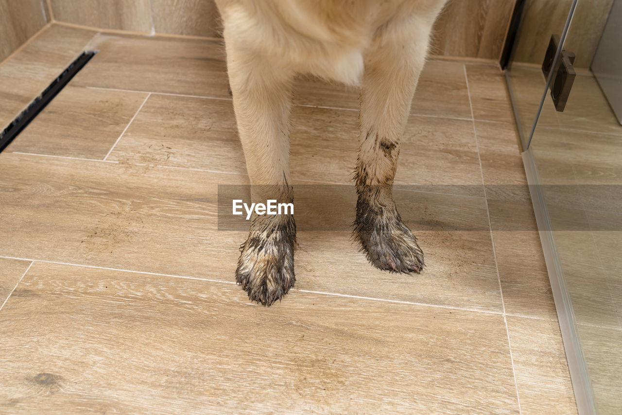 Young golden retriever standing in the shower on ceramic tiles with dirty paws.