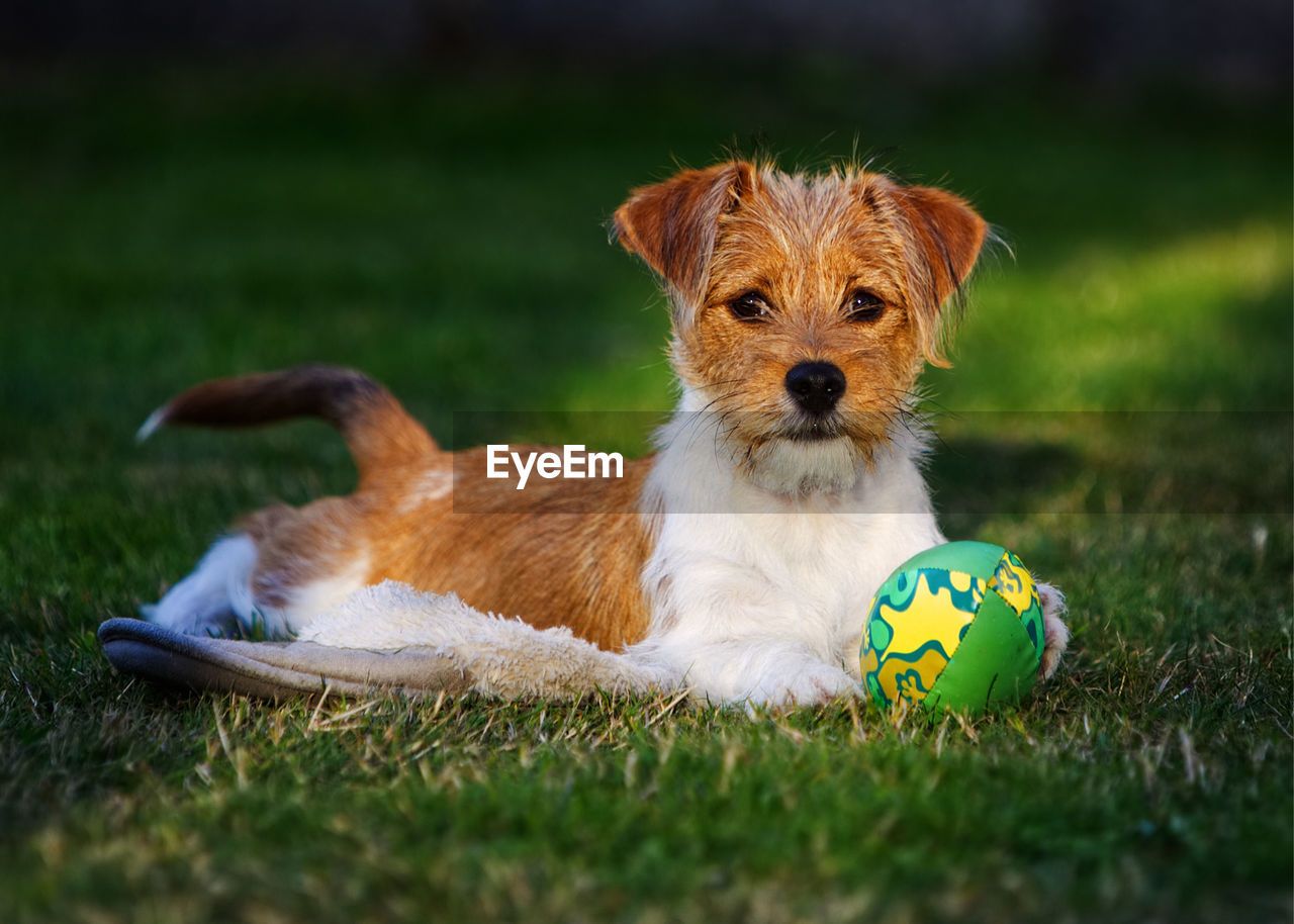 Portrait of dog with ball on field