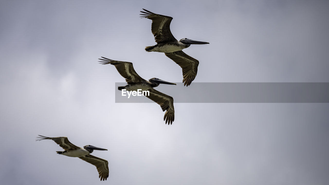 flying, animal themes, animal, animal wildlife, wildlife, bird, spread wings, group of animals, mid-air, nature, sky, motion, no people, full length, wing, animal body part, cloud, low angle view, outdoors, animal migration, day