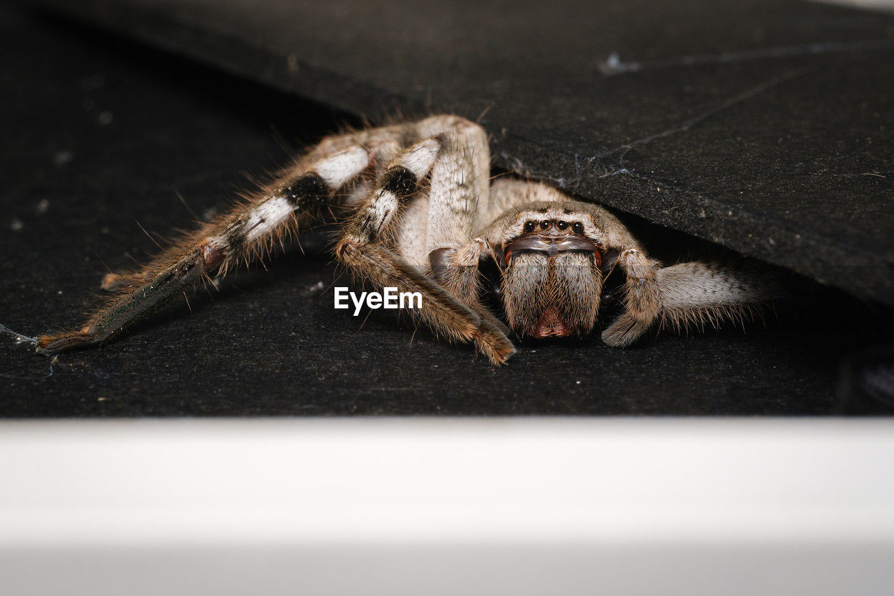 Close-up of huntsman spider