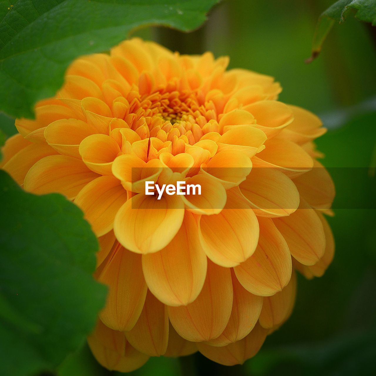 CLOSE-UP OF ORANGE YELLOW FLOWER BLOOMING OUTDOORS