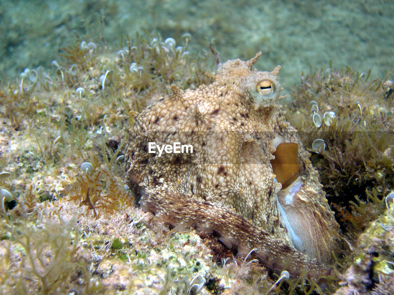 CLOSE-UP OF CORAL IN SEA