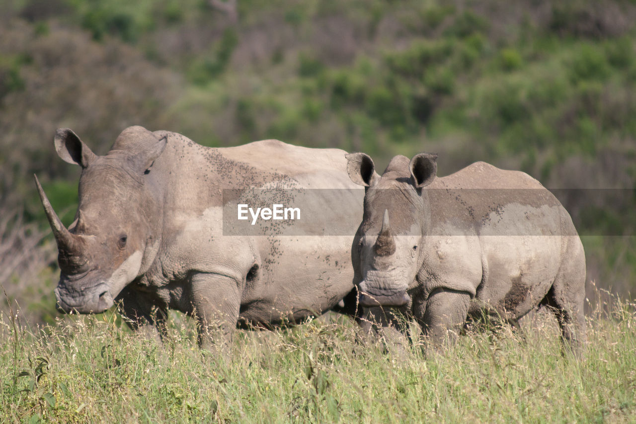 Rhinoceroses in a forest