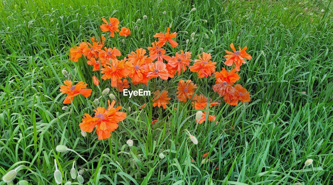 plant, flowering plant, flower, growth, beauty in nature, freshness, fragility, green, orange color, prairie, nature, meadow, grass, field, land, petal, no people, day, flower head, high angle view, inflorescence, close-up, wildflower, herb, outdoors, lawn, botany, tranquility