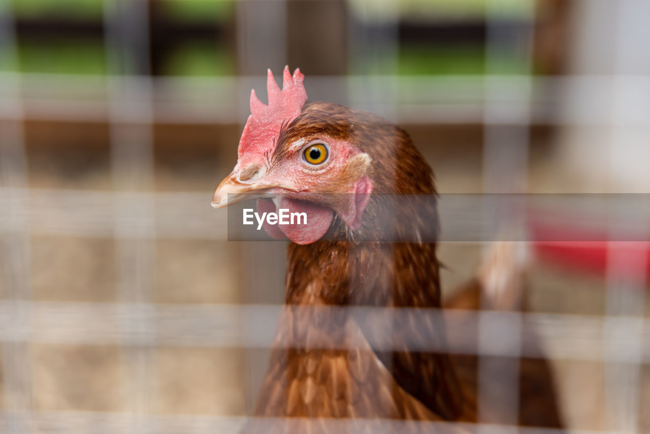 animal themes, domestic animals, livestock, animal, chicken, bird, pet, mammal, agriculture, one animal, comb, rooster, close-up, beak, farm, poultry, no people, animal body part, nature, focus on foreground, hen, day, outdoors, animal head