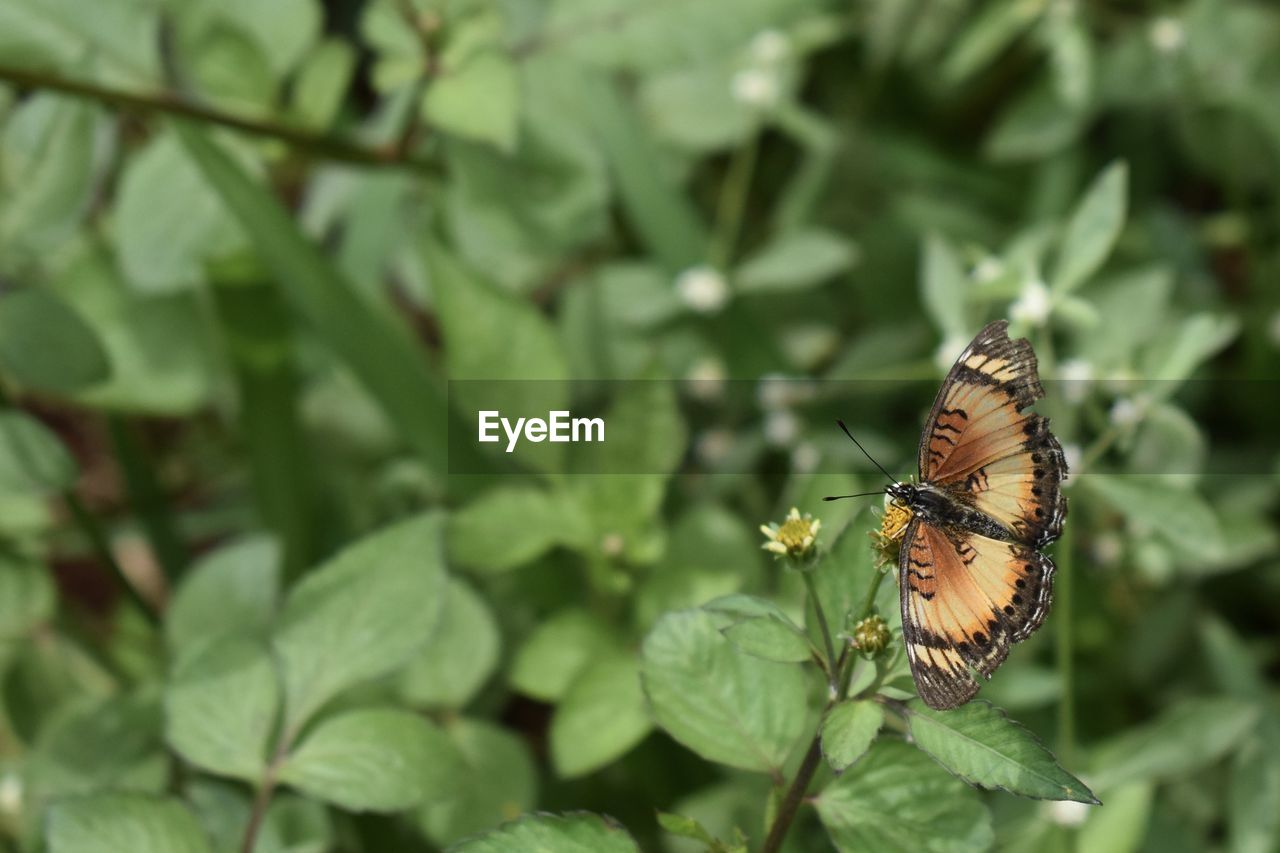 CLOSE-UP OF BUTTERFLY ON FLOWER