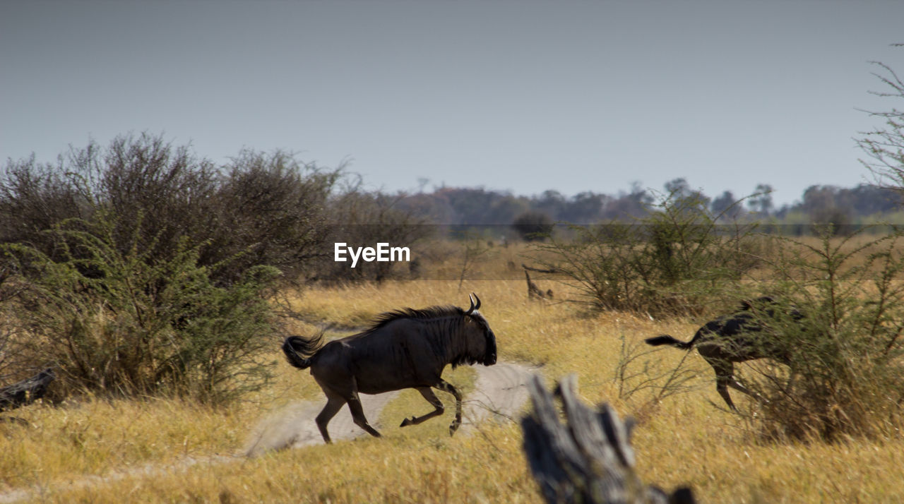 Wildebeest running on grassy field against clear sky