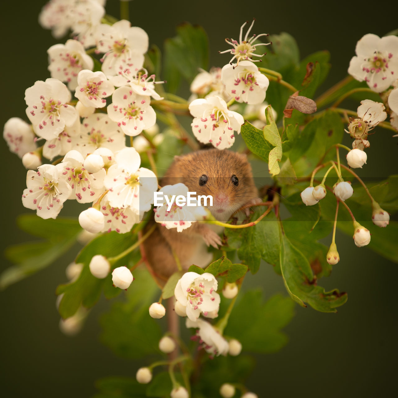 Harvest mouse perched on flowers