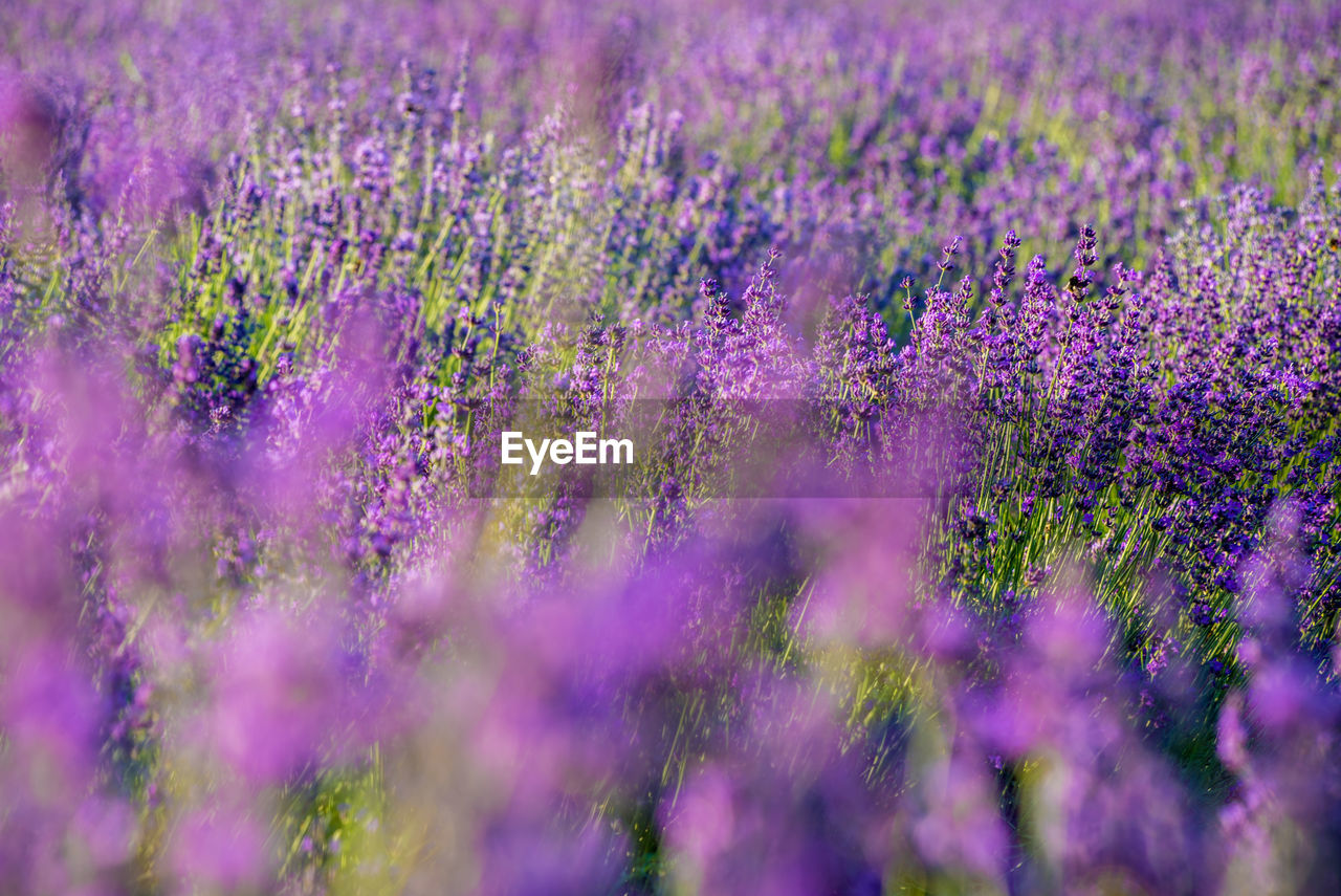 CLOSE-UP OF LAVENDER FLOWERS IN FIELD