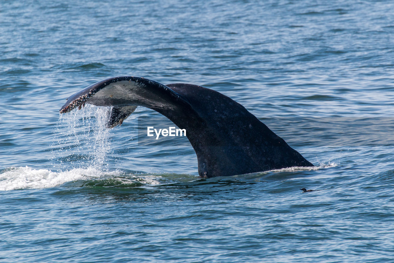 View of whale swimming in sea