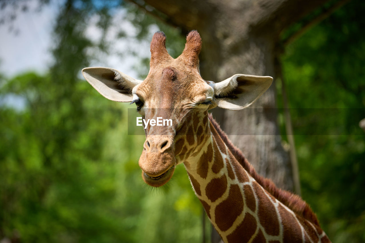 Close-up of giraffe