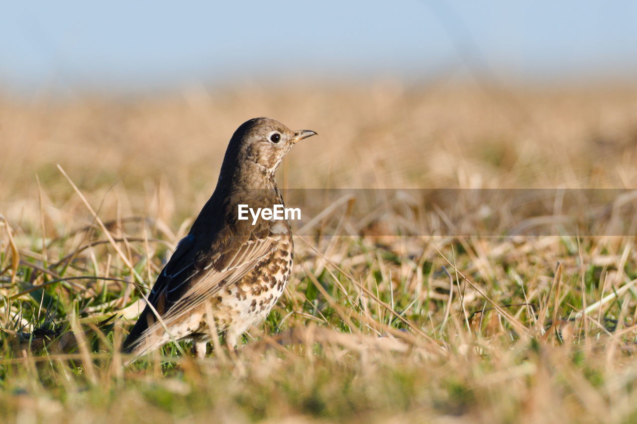 close-up of bird perching on grassy field